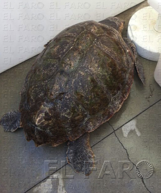 El ejemplar localizado ayer en la almadraba en Bahía Sur.