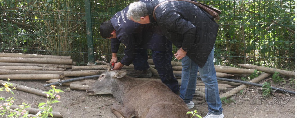 El alambre estaba en un cañizo colocado para dar sombra al comedero. Ante la muda de la cornamenta, el ejemplar siente ‘picores’ que trató de aliviar frotándose.