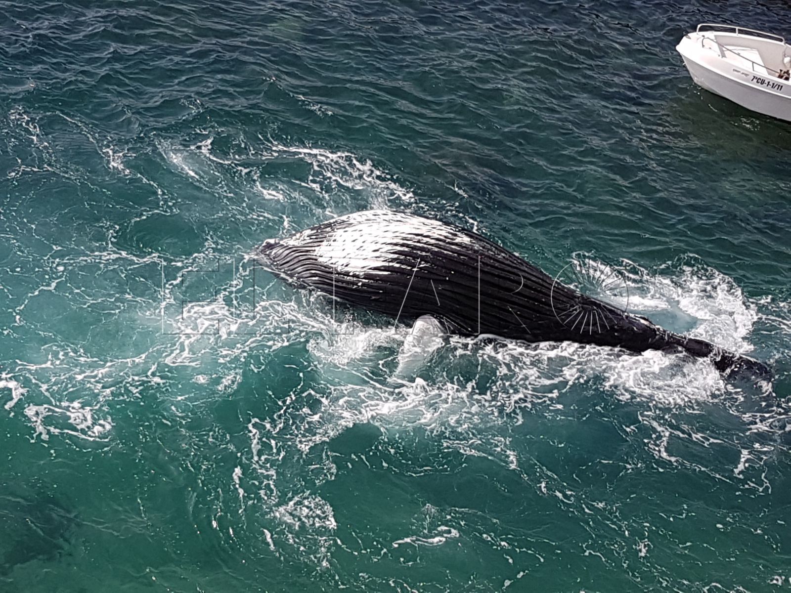 Encontrada una ballena muerta en la Bahía Sur