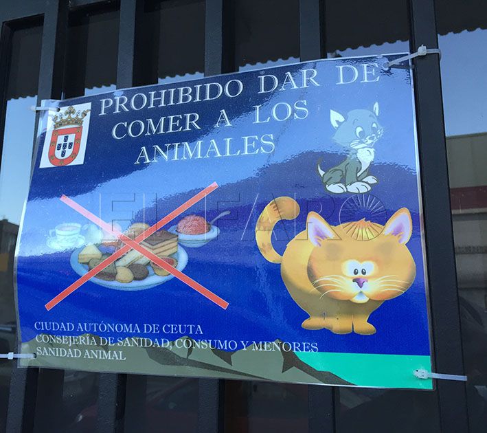 cartelesgatos