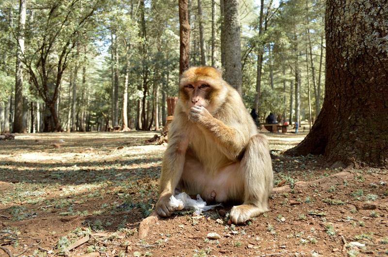 Monos del atlas sufren obsesidad