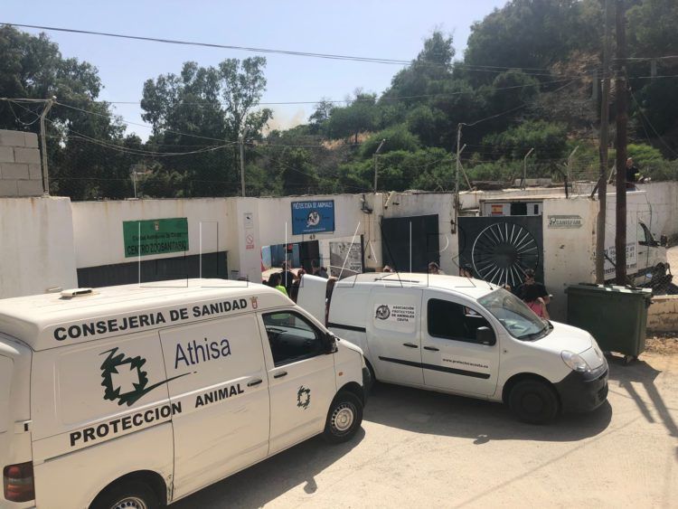 protectora animales incendio garcia aldave 5
