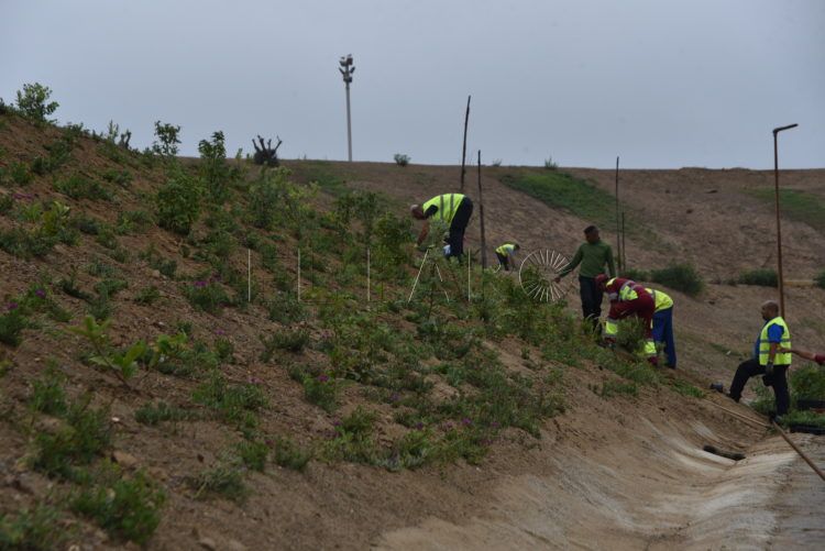 Reforestacion Santa Catalina 3