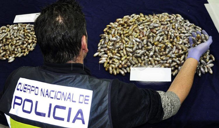 GRAF884. MÉRIDA, 27/03/2019.-Fotografía facilitada por la Policía Nacional, que ha detenido a ocho personas, siete hombres y una mujer, como presuntos autores de un delito de tráfico de drogas, a serles incautadas un total de 1.100 bellotas de hachís, que llevaban ocultas en su organismo. Según ha informado la Policía Nacional, la operación se llevó a cabo en la madrugada del pasado 24 de marzo dentro de uno de los habituales controles que se llevan a cabo contra el tráfico y venta de drogas.- EFE/Policía Nacional