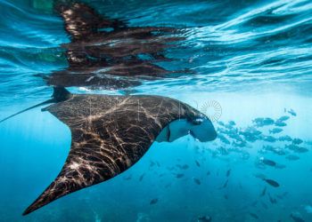 20190612-greepeace-mares-oceanos