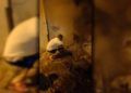Incendio-5