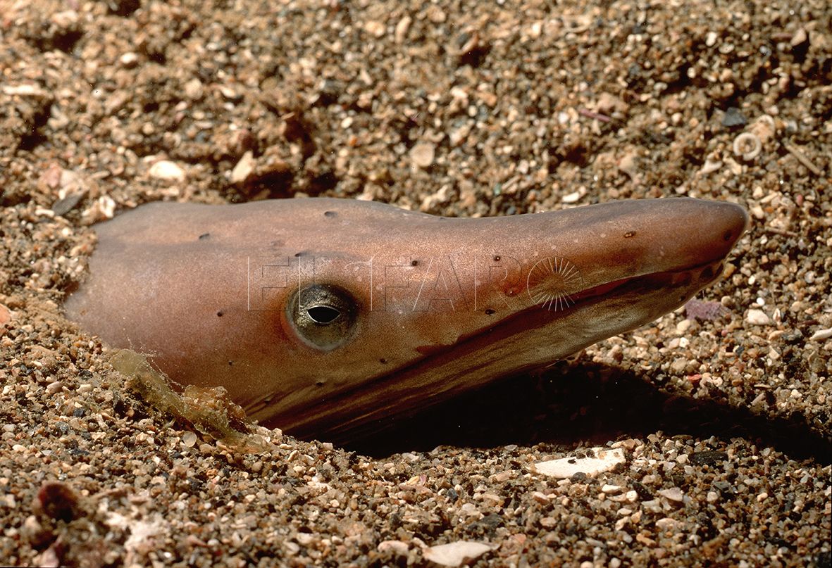 Ophisurus serpens (Anguila serpiente)