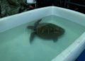 Tortuga-1
