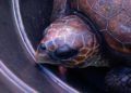 Tortuga-15