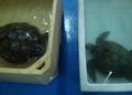 Tortuga-3