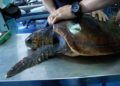 Tortuga-5
