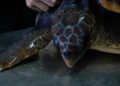 Tortuga-6