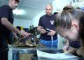 Tortuga-8