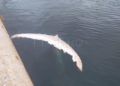 cola-ballena-alfau-3