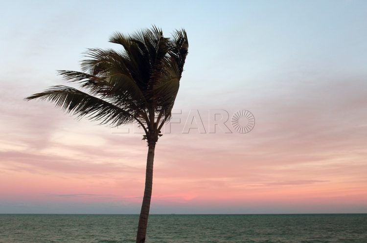 palmera-viento-atardecer