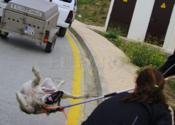 perro-rabia