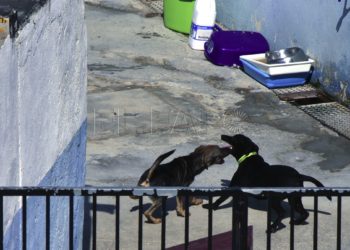 perros