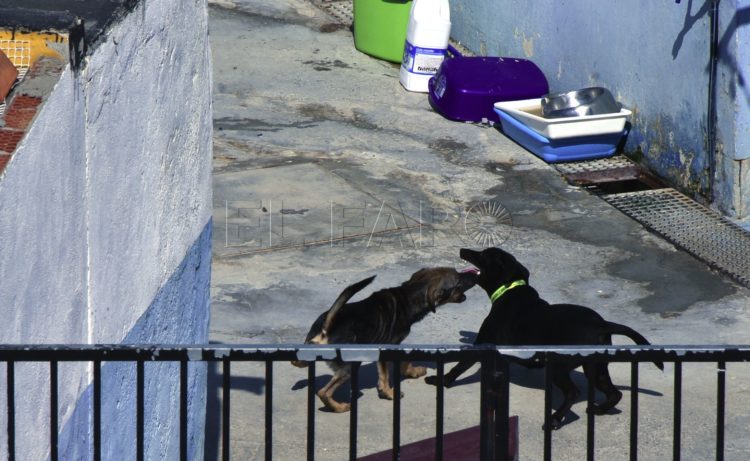 perros