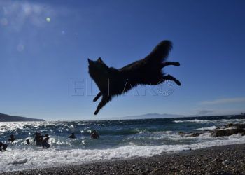 playa-perros-3