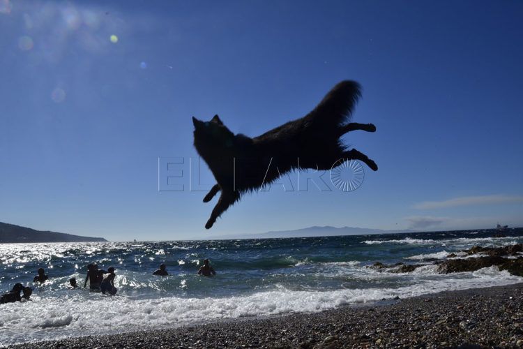 playa-perros-3