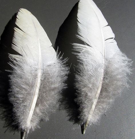 plumas