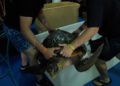 suelta-tortugas-1