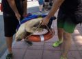 suelta-tortugas-11
