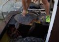 suelta-tortugas-14