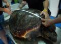 suelta-tortugas-3