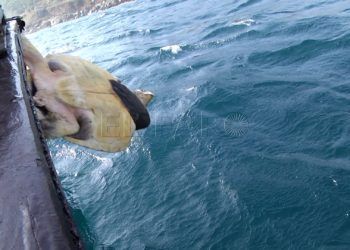 suelta-tortugas-32