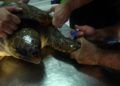 suelta-tortugas-6