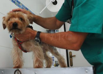 vacunacion-perro-veterinario