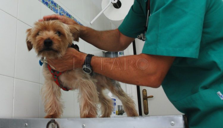 vacunacion-perro-veterinario