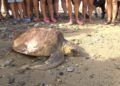 CECAM-tortuga-19