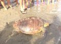 CECAM-tortuga-20