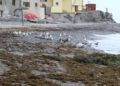 algas-playas-benzu-1