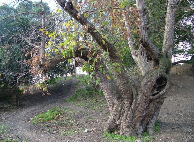 arbol-monte-medio-ambiente