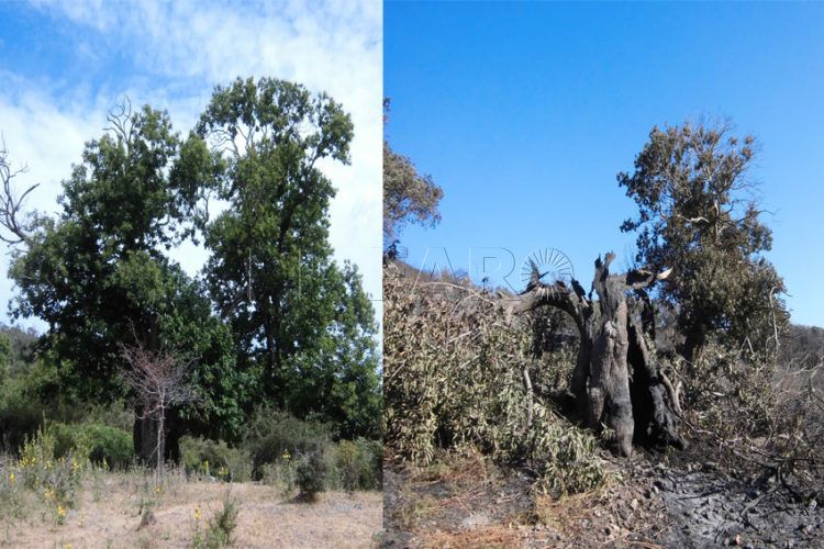 castanos-centenarios-antes-despues-incendio