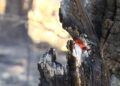 hidroavion-incendio-forestal-24