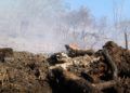 hidroavion-incendio-forestal-38