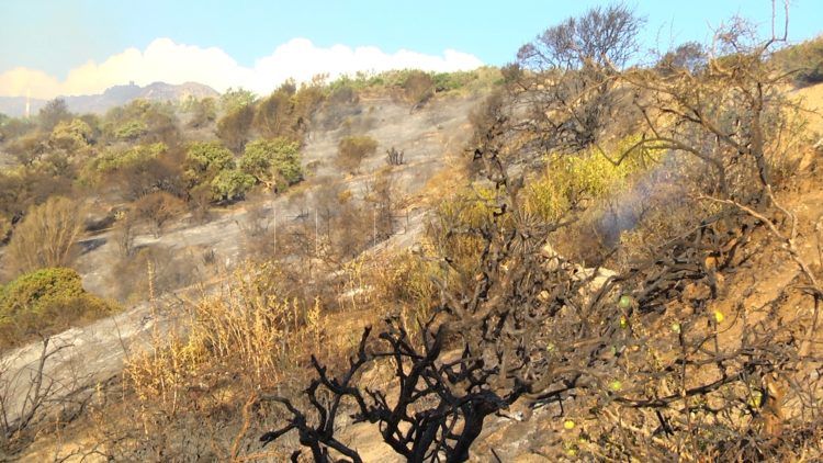 hidroavion-incendio-forestal-8