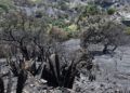 incendio-dia-despues-14