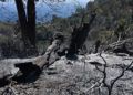 incendio-dia-despues-23