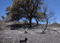 incendio-dia-despues-25