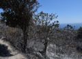 incendio-dia-despues-33