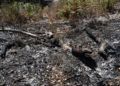 incendio-dia-despues-4