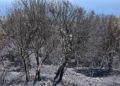 incendio-dia-despues-9