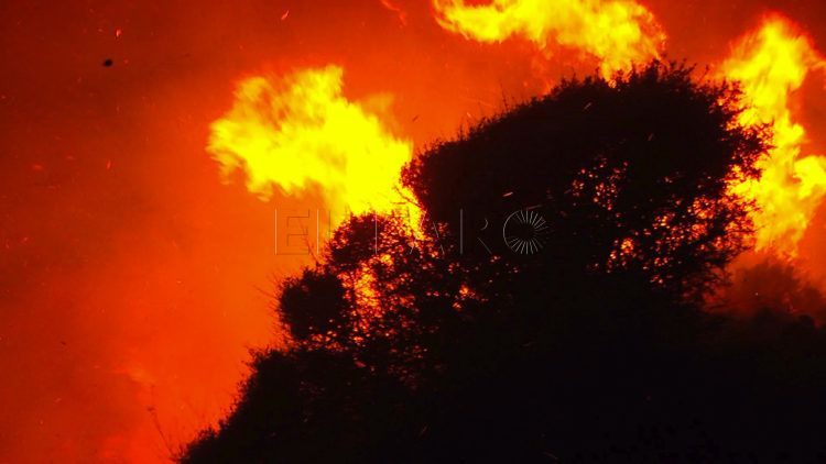 incendio-fuego-arboles