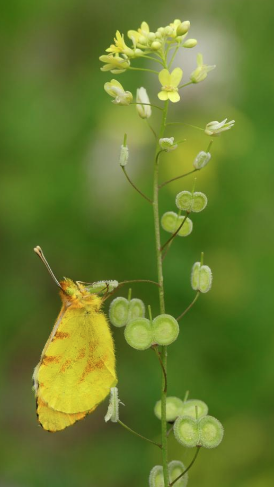 mariposas-1