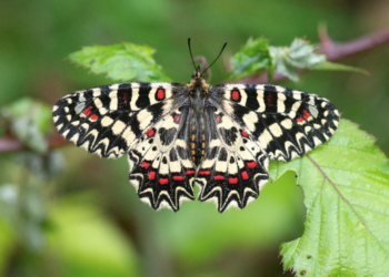 mariposas-2
